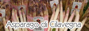 Asparago di Cilavegna