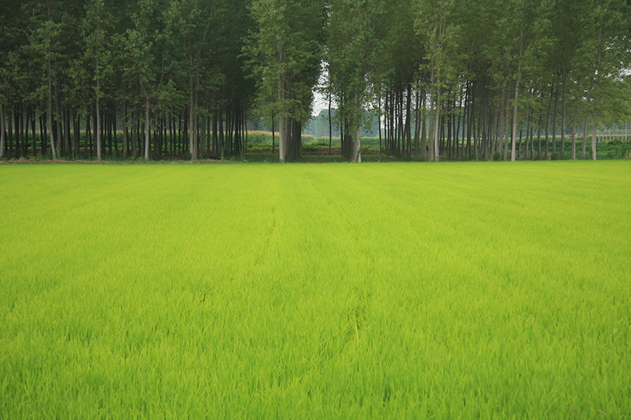 Risaie in estate
Foto di Alessandro Vecchi (CC-BY-SA)