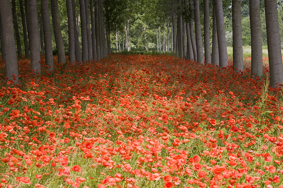 Papaveri
Foto di Alessandro Vecchi (CC-BY-SA)