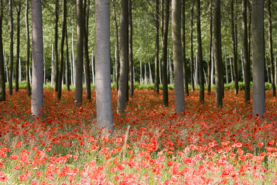 Papaveri
Foto di Alessandro Vecchi (CC-BY-SA)