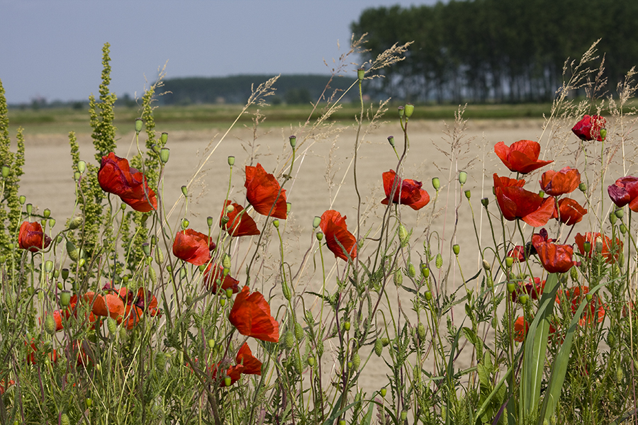 Papaveri
Foto di Alessandro Vecchi (CC-BY-SA)