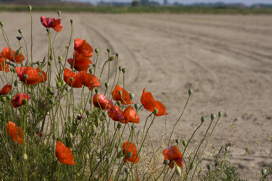 Papaveri
Foto di Alessandro Vecchi (CC-BY-SA)